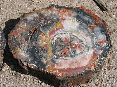 Petrified wood, by Daniel Schwen