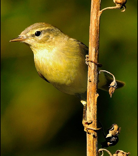 Archivo:Phylloscopus ibericus.jpg