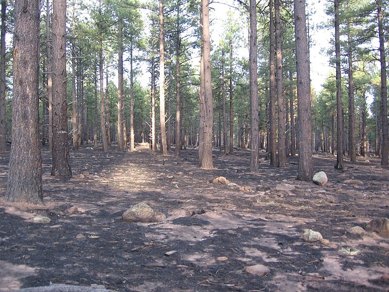 File:Ponderosa pine prescribed burn.jpg