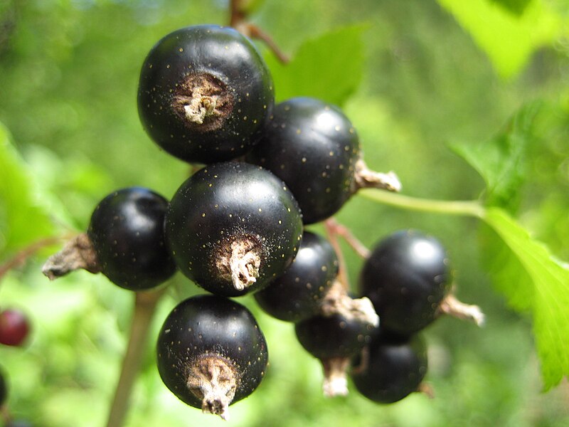 File:Schwarze Johannisbeeren Makro.jpg