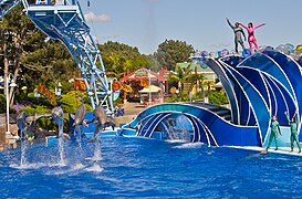 Dolphins jumping at a show.