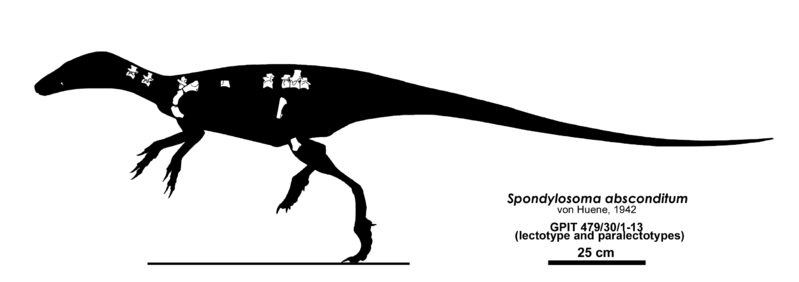 Archivo:Spondylosoma skeletal Headden.png