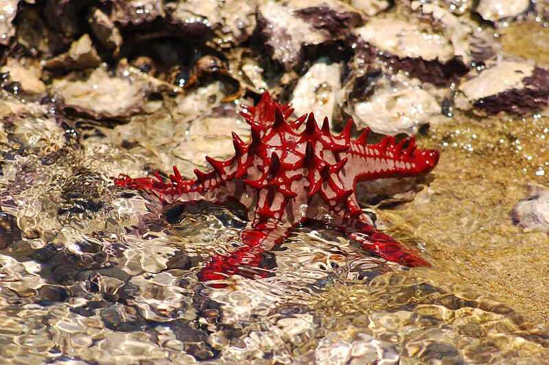 Archivo:Starfish 10 (paulshaffner).jpg