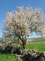 Almond tree, the state tree