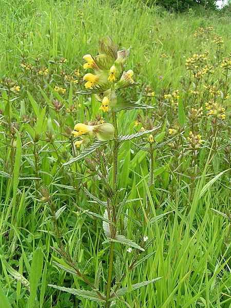 File:Yellow-rattle 700.jpg