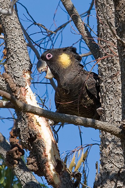 File:Yellow-tailed black cockatoo02.jpg