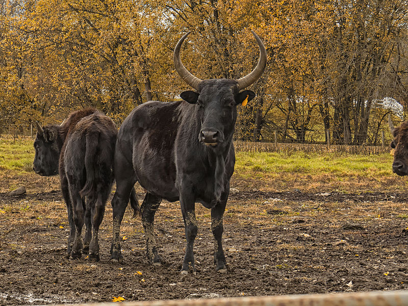 Файл:Beefalo (21884654683).jpg