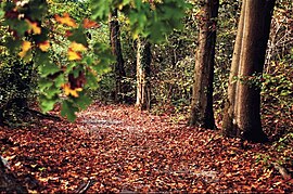 Oak forest in the southern part of the park.