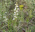 Miniatura para Cephalanthera epipactoides