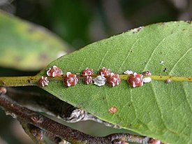 Ceroplastes rubens