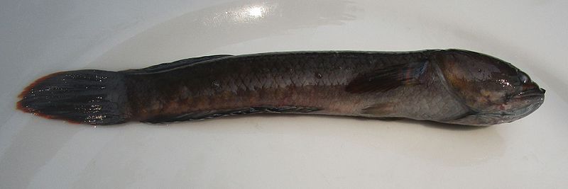 File:Channa orientalis1.jpg