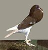 A brown and white pigeon with unusually long legs and a large puffed out chest