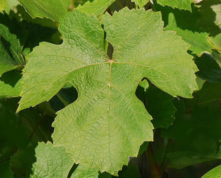 File:Folle blanche feuille.jpg