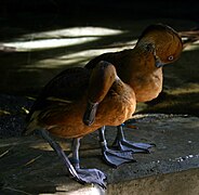 Fulvous whistling ducks (Dendrocygna bicolor).