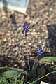 Hyacinthella lazulina, ботанический сад Гётеборга