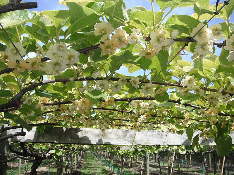 File:Kiwifruit Female Flowers.JPG