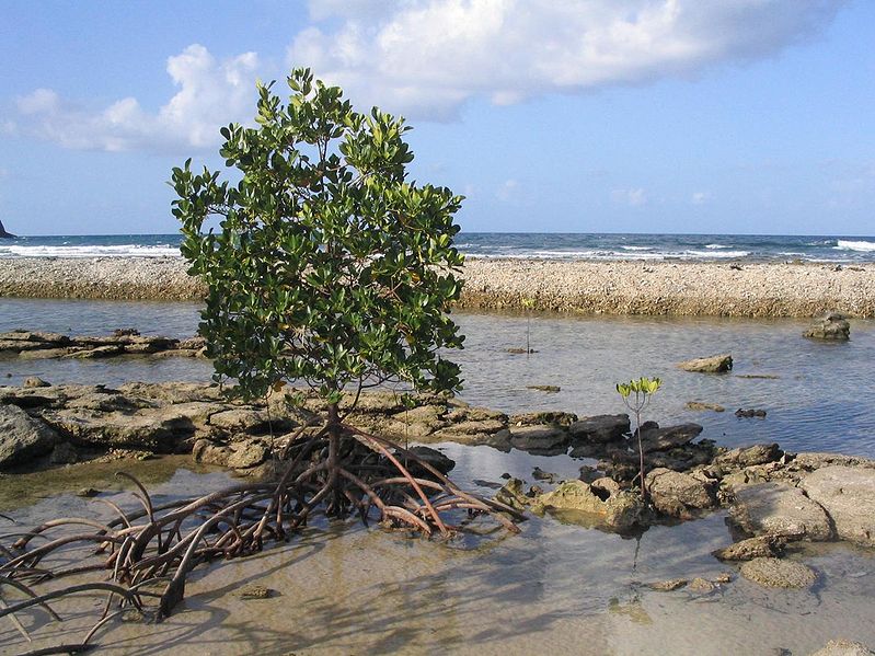 File:Mangrove.jpg