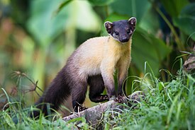 Харза индокитайского подвида (M. f. indochinensis) в национальном парке Кэнгкрачан