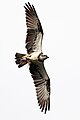 Australasian bird flying with fish