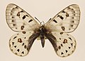 Parnassius tenedius