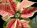 A pink poinsettia