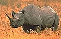 Black Rhinoceros (Diceros bicornis)