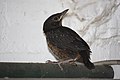 Amsel 14 Tage alt     blackbird 14 days old