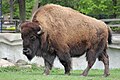 American bison