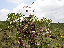 Bako NP.jpg