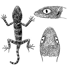 Trachydactylus spatalurus