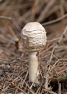 Chlorophyllum rhacodes LC0093.jpg