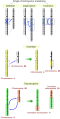 Image 12Five types of chromosomal mutations (from Mutation)