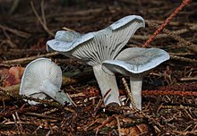 Clitocybe-odora.jpg