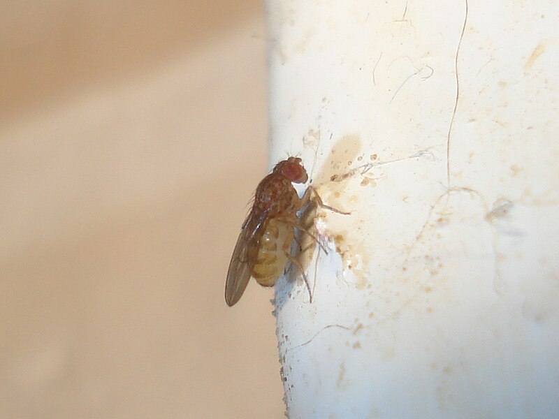 File:Drosophila repleta 01.JPG