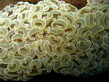 Euphyllia ancora3.jpg