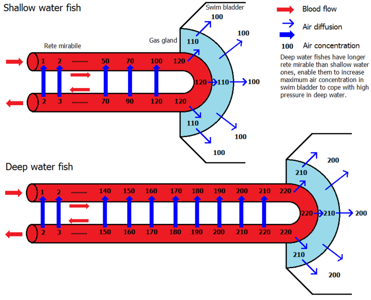 File:GasbladderpumpingEng.png