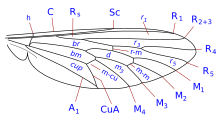 Generic asilidae wing veins.svg