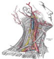 Disección superficial de la cara lateral derecha del cuello, mostrando la vena subclavia y la arteria carótida