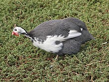 Adult "pied" domestic guineafowl