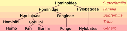 Archivo:Hominoid taxonomy 5 es.svg