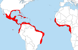 Distribución de A. germinans.