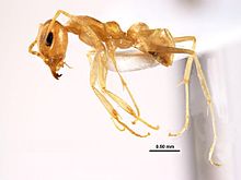 Iridomyrmex exsanguis.jpg