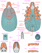 Anatomía general de una garrapata Ixodidae hembra.