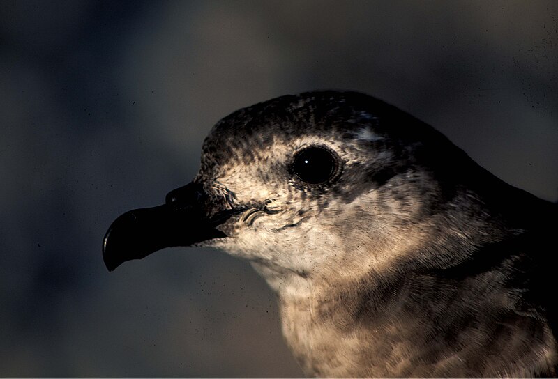 Файл:Kermadec Petrel.jpg