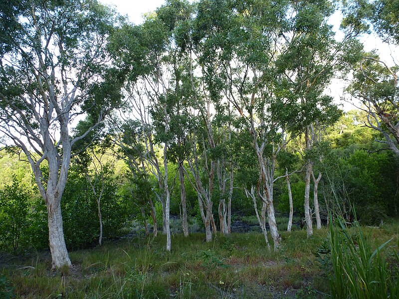 File:Melaleuca acacioides 01.JPG