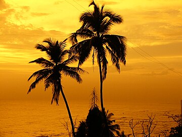 Fossil palm trees indicate a hotter paleoclimate