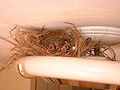 A nest in a lamp