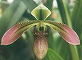 卷萼兜兰 Paphiopedilum appletonianum