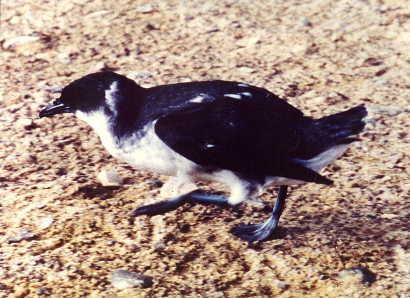 File:Peruvian Diving Petrel Fledge.jpg