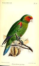 A green parrot with red shoulders and face, a light-blue forehead, violet-tipped wings, a blue-tipped tail, and grey eye-spots